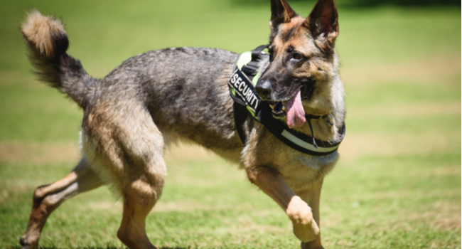 School Safety Dog Now a Part of Ohio District